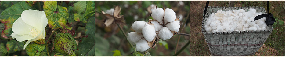 Découvrez les écharpes en coton d'Asie du Sud-Est, fabriquées de façon artisanale et authentique au Laos et au Cambodge.